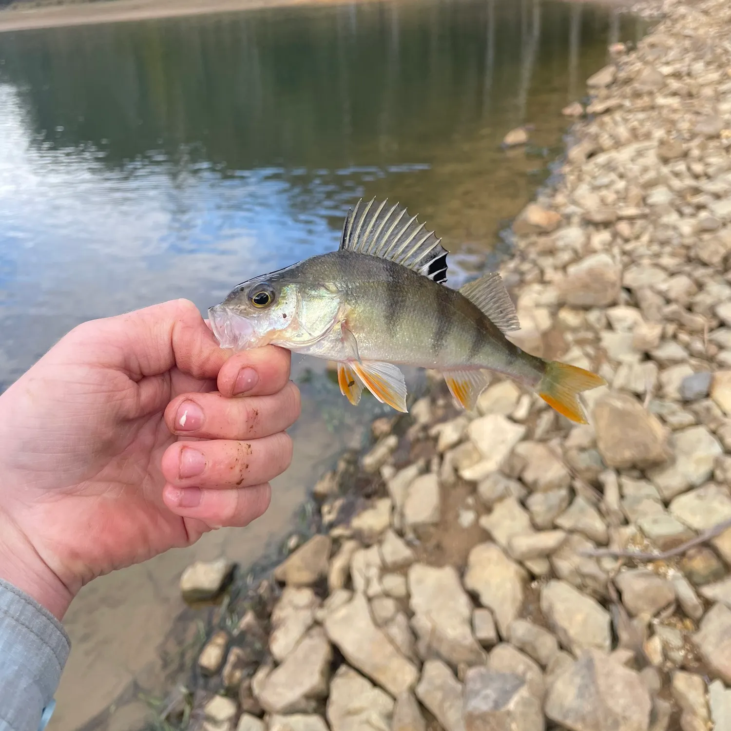 European perch caught on Fishbrain