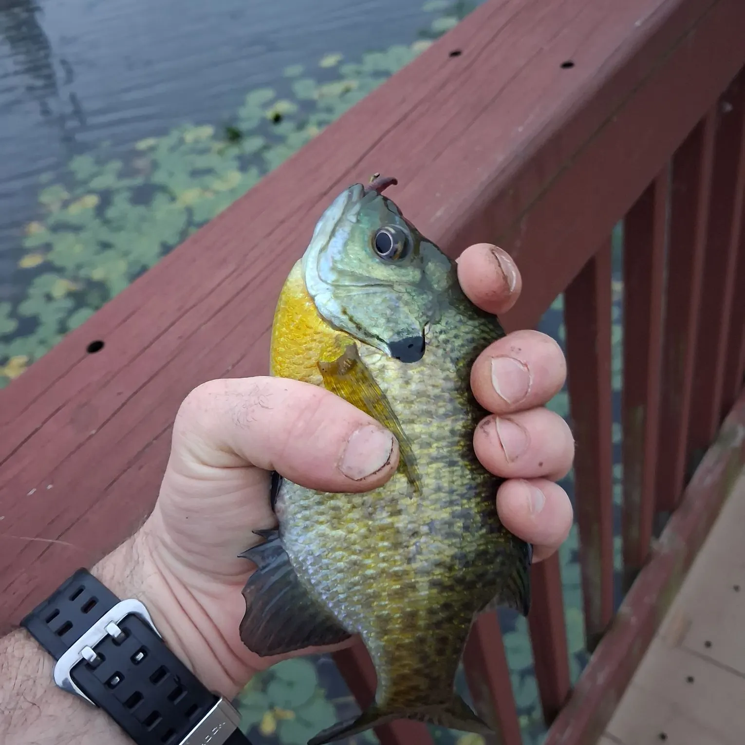 Bluegill caught on Fishbrain