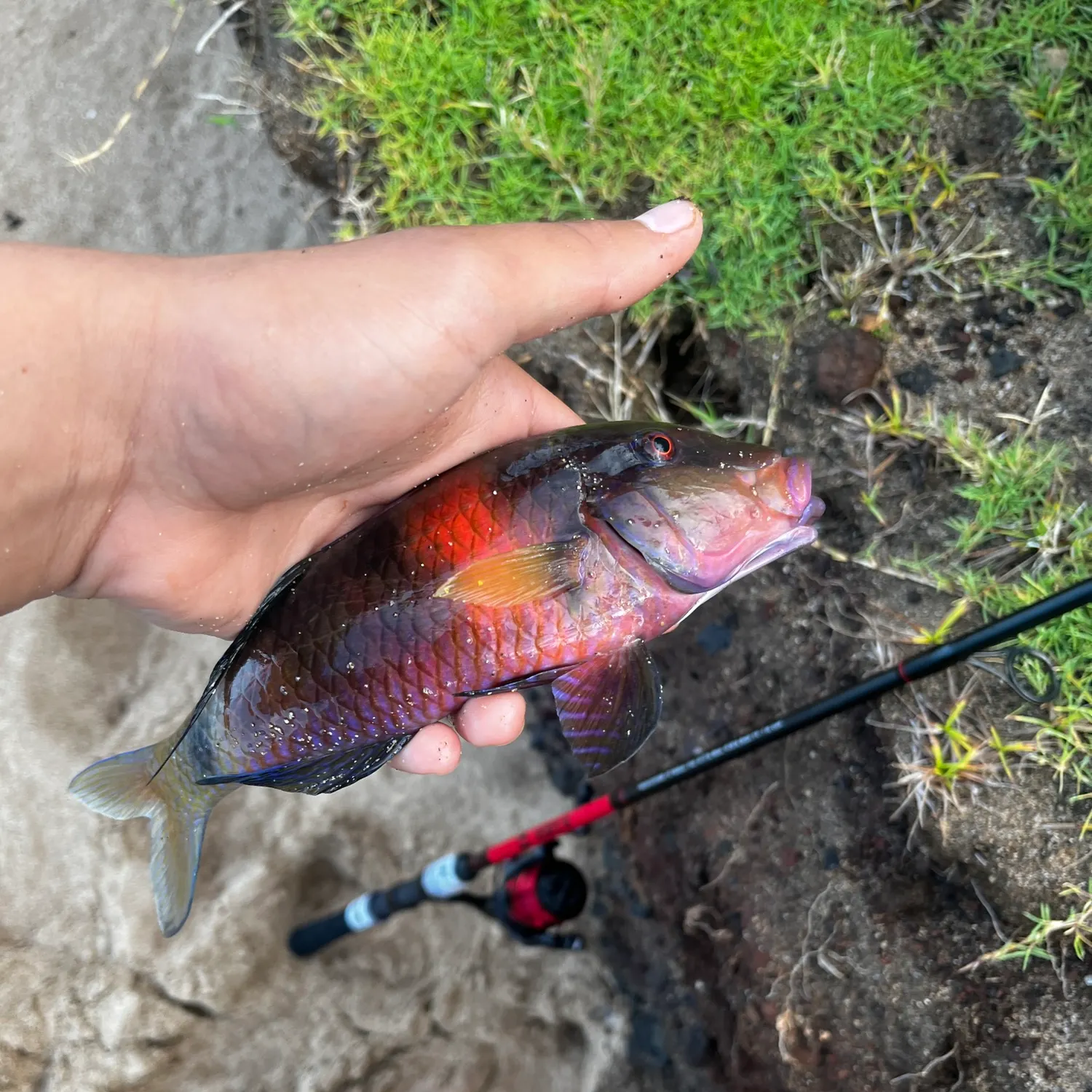 The most recent Saddle wrasse catches on Fishbrain