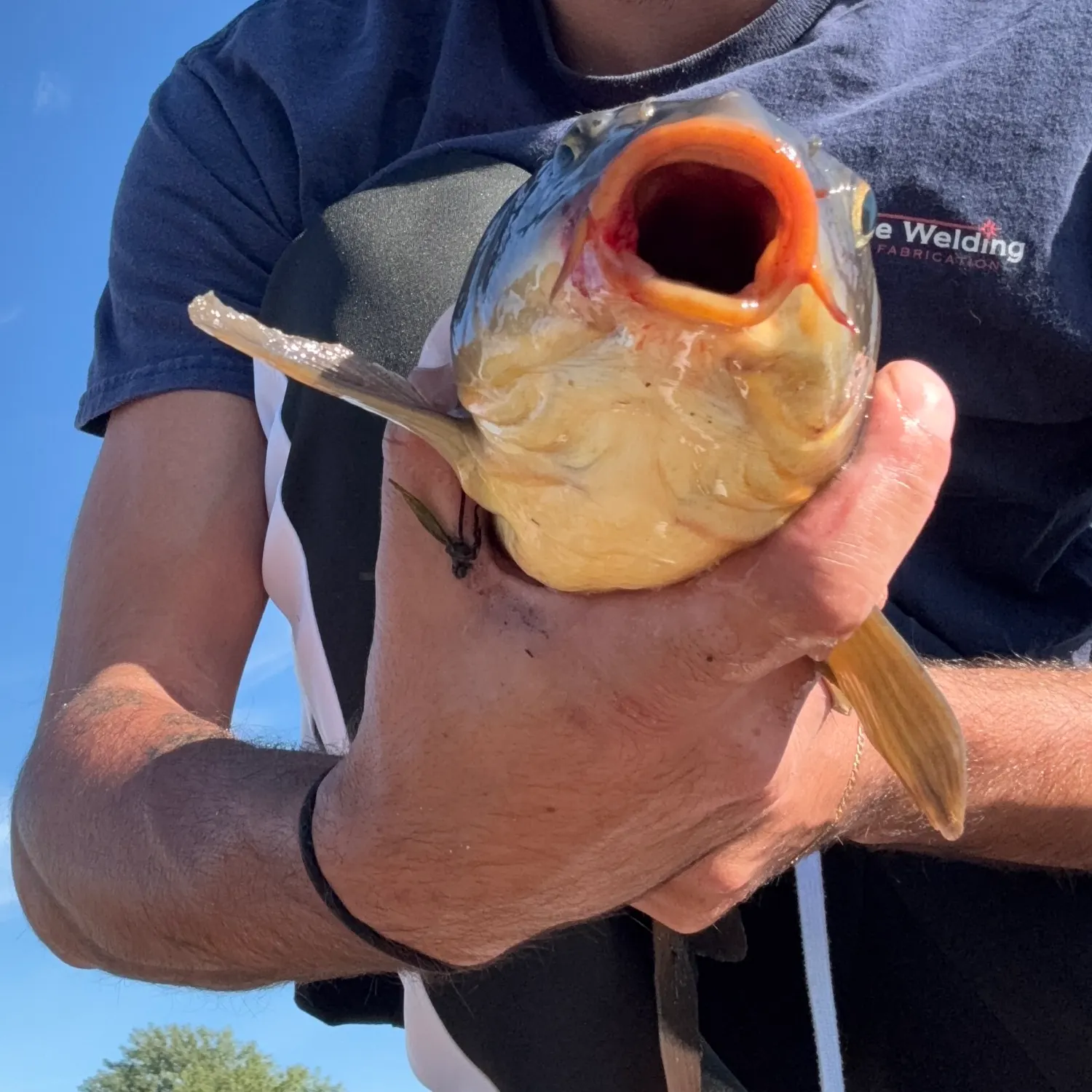 Common carp caught on Fishbrain
