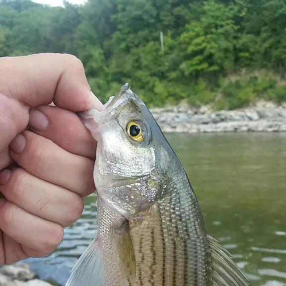 Fish caught on Fishbrain