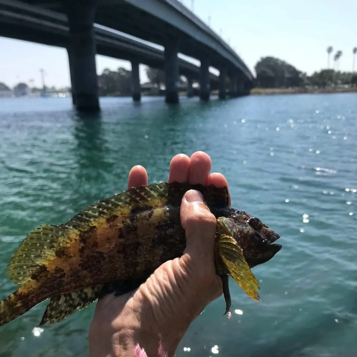 The most recent Largemouth blenny catches on Fishbrain