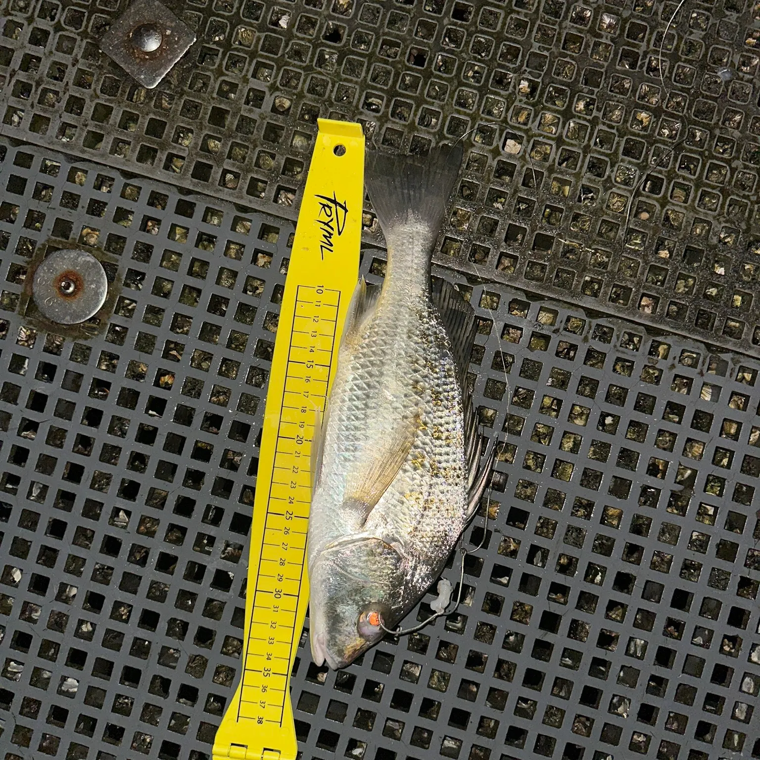 The most recent Javelin grunter catches on Fishbrain