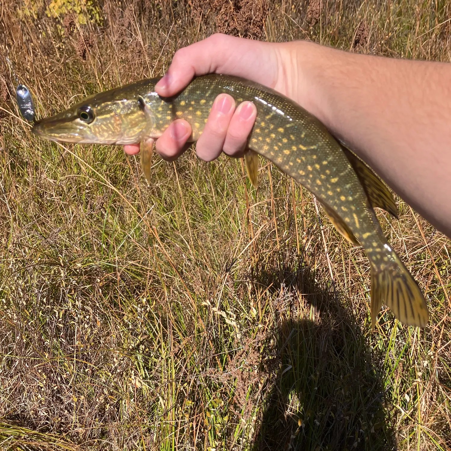 Northern pike caught on Fishbrain