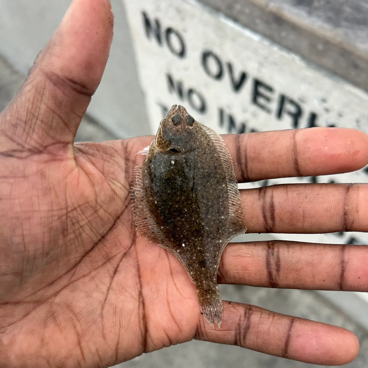 The most recent Speckled sanddab catches on Fishbrain