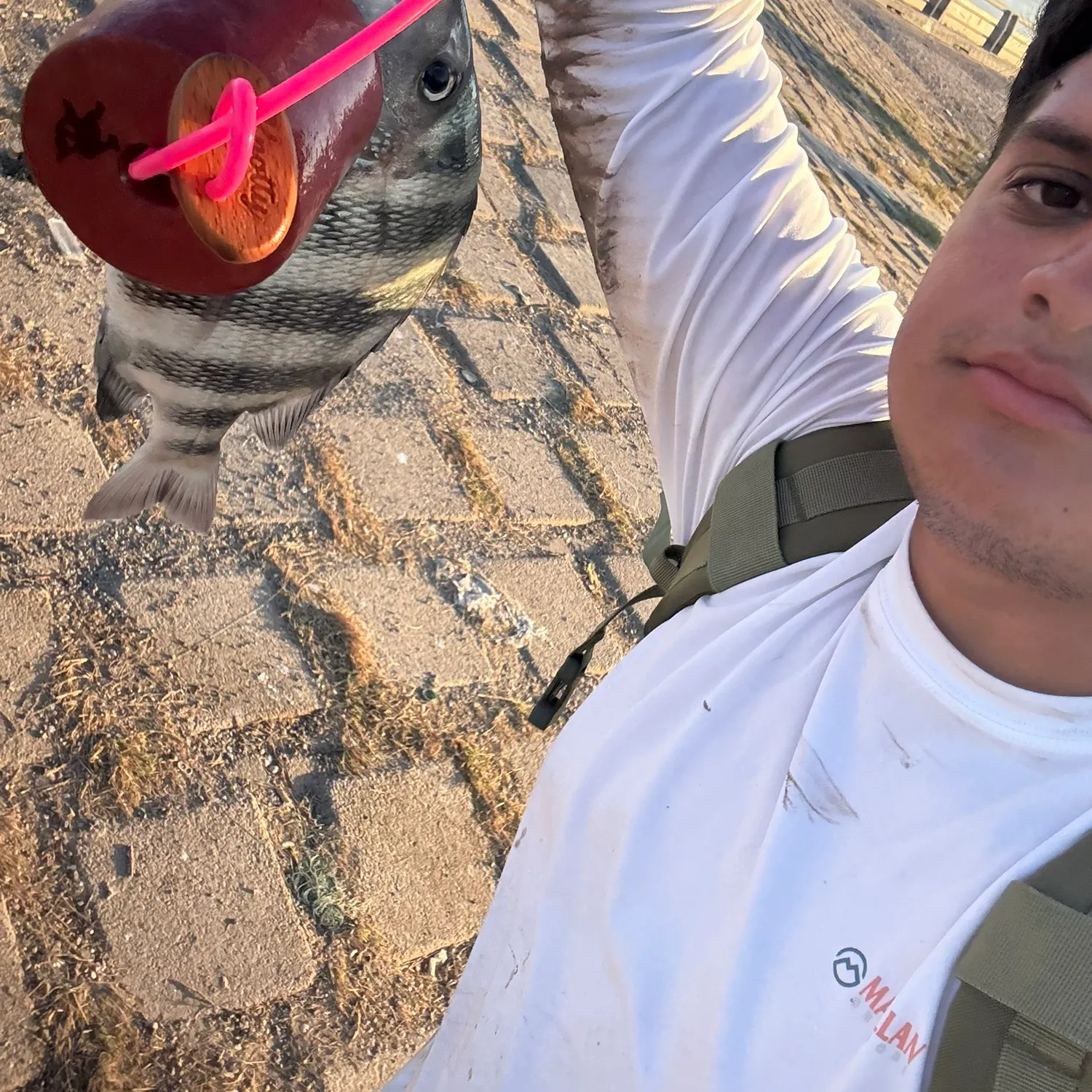 Sheepshead caught on Fishbrain