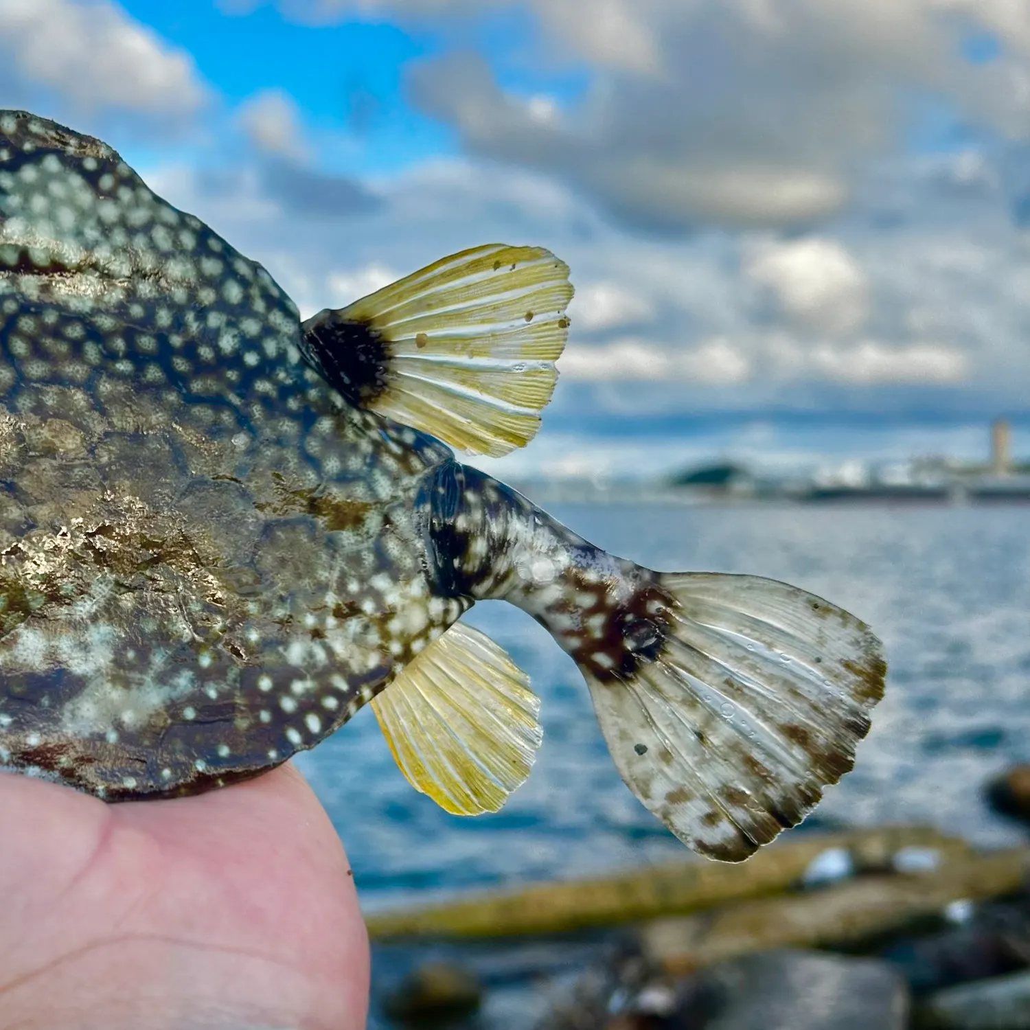 The most popular recent Smooth trunkfish catch on Fishbrain