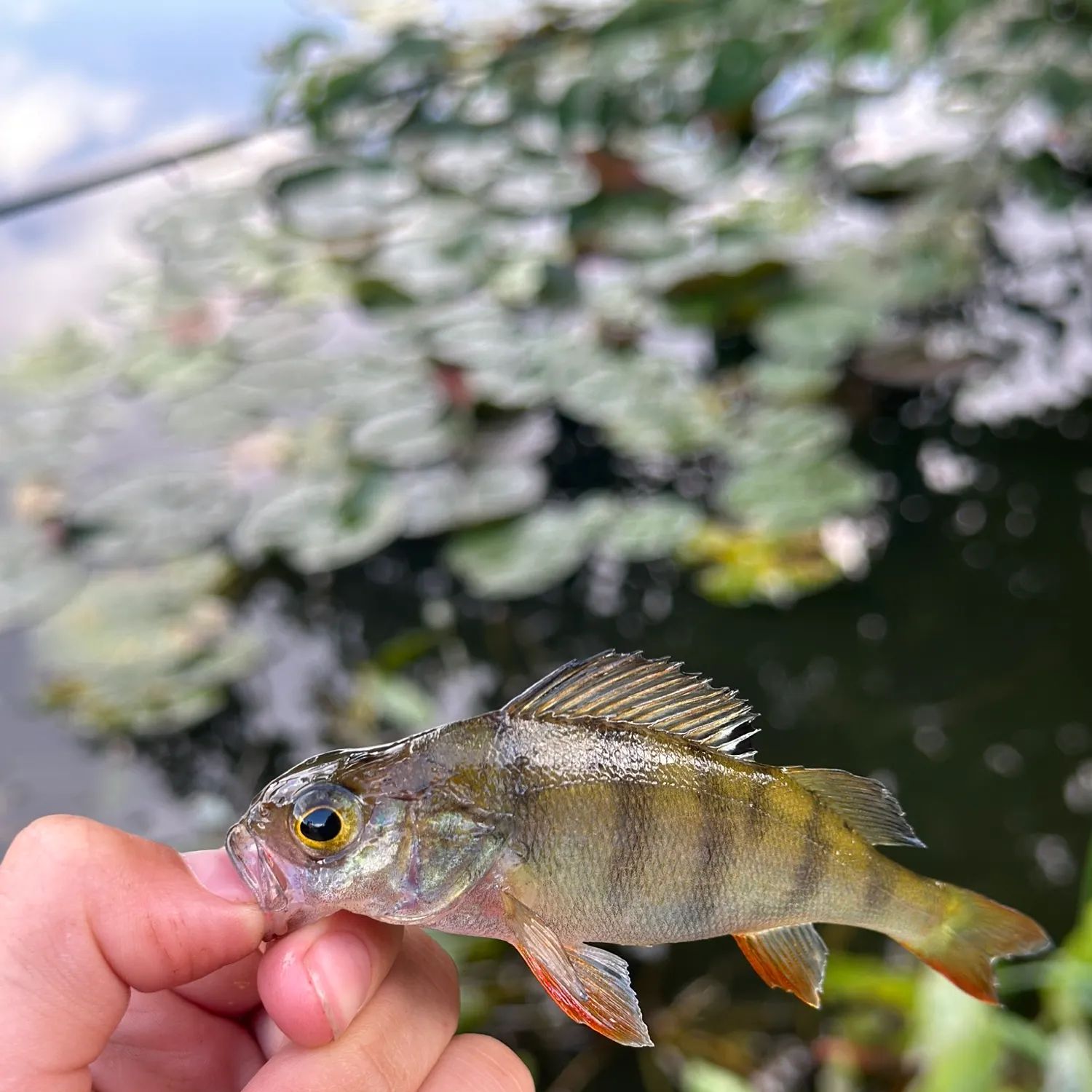 European perch caught on Fishbrain