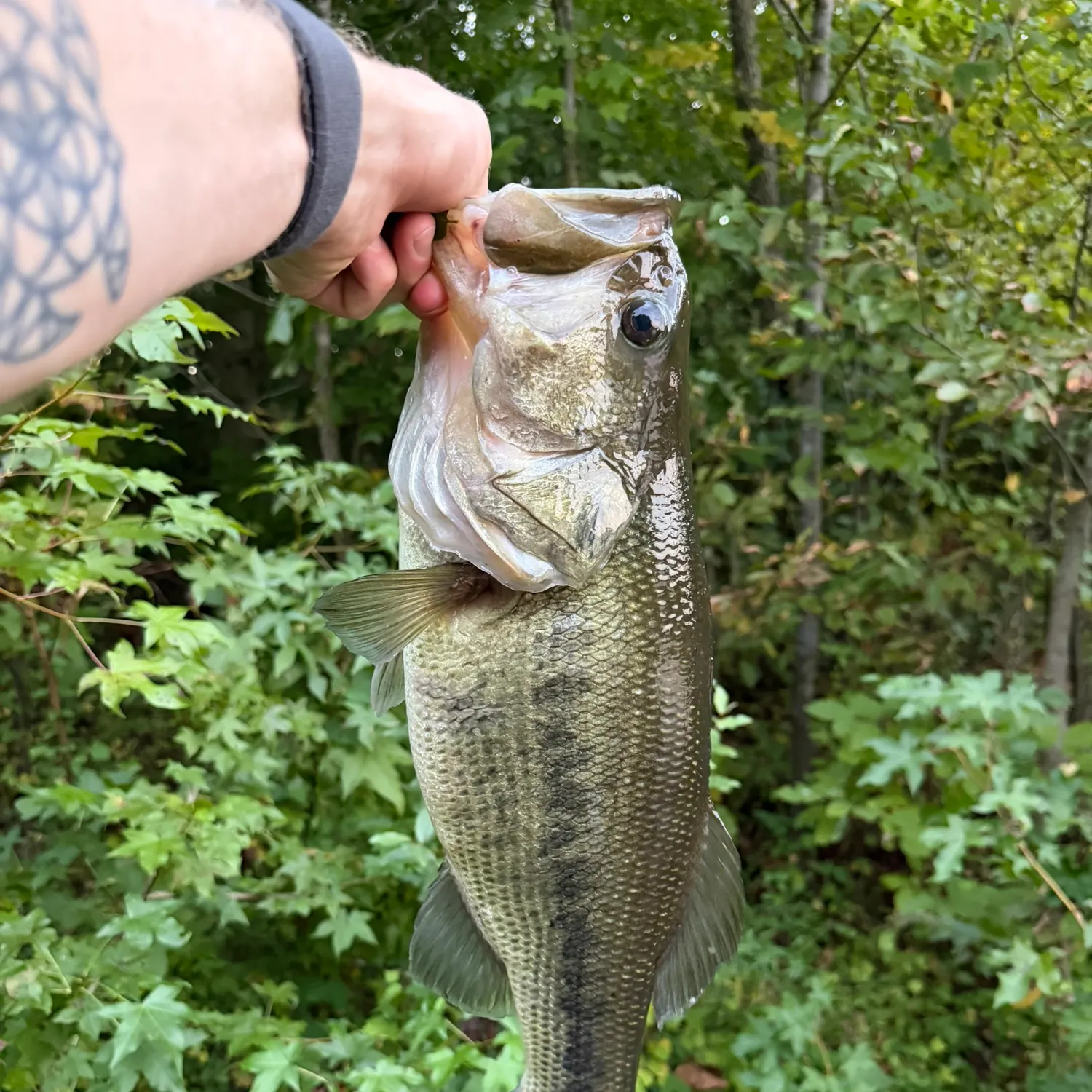 Largemouth bass caught on Fishbrain
