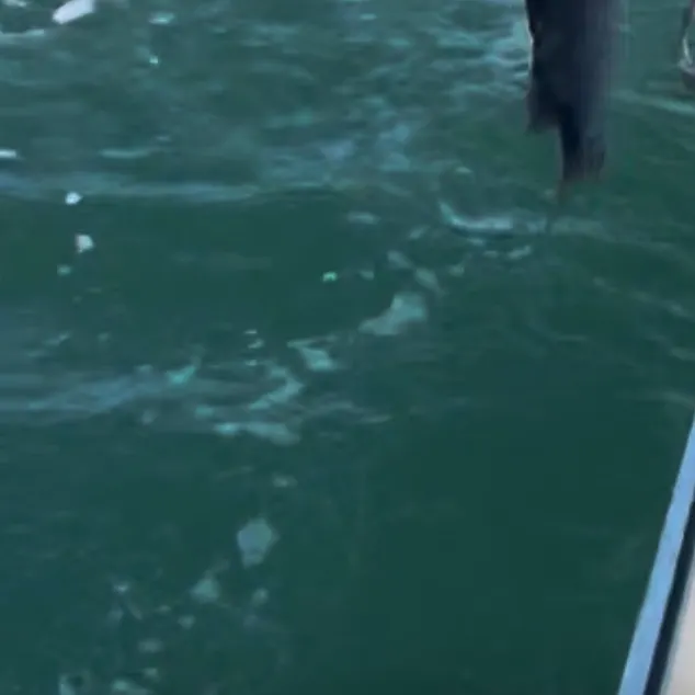 The most recent Black rockfish catches on Fishbrain