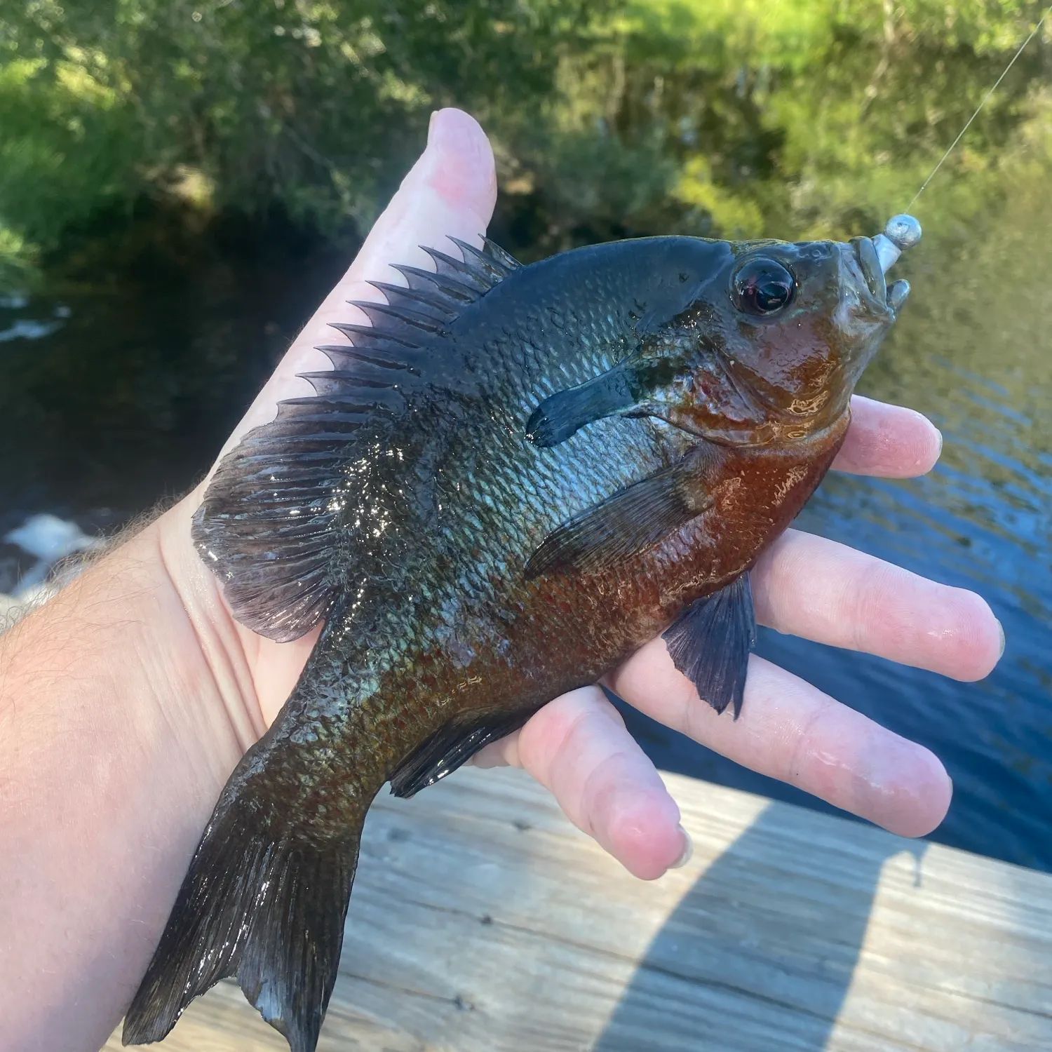 Redbreast sunfish caught on Fishbrain