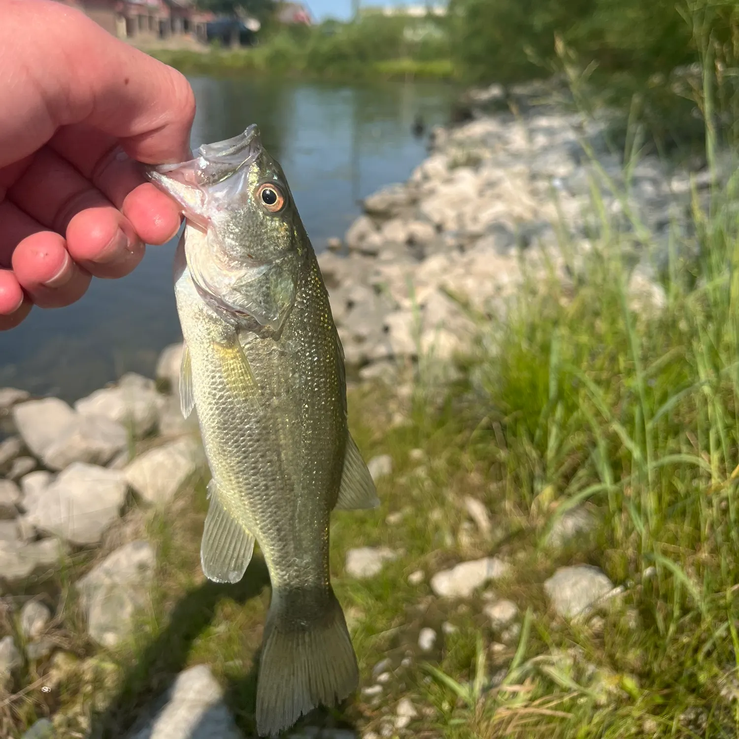 Largemouth bass caught on Fishbrain