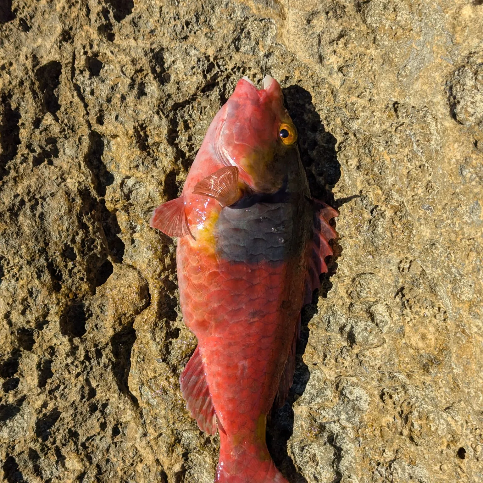The most recent Mediterranean parrotfish catches on Fishbrain
