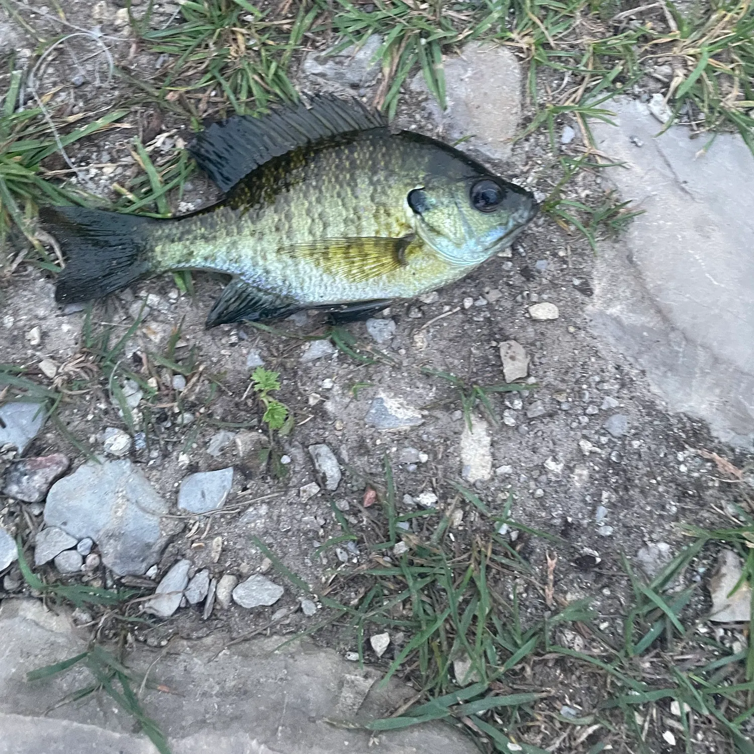 Bluegill caught on Fishbrain