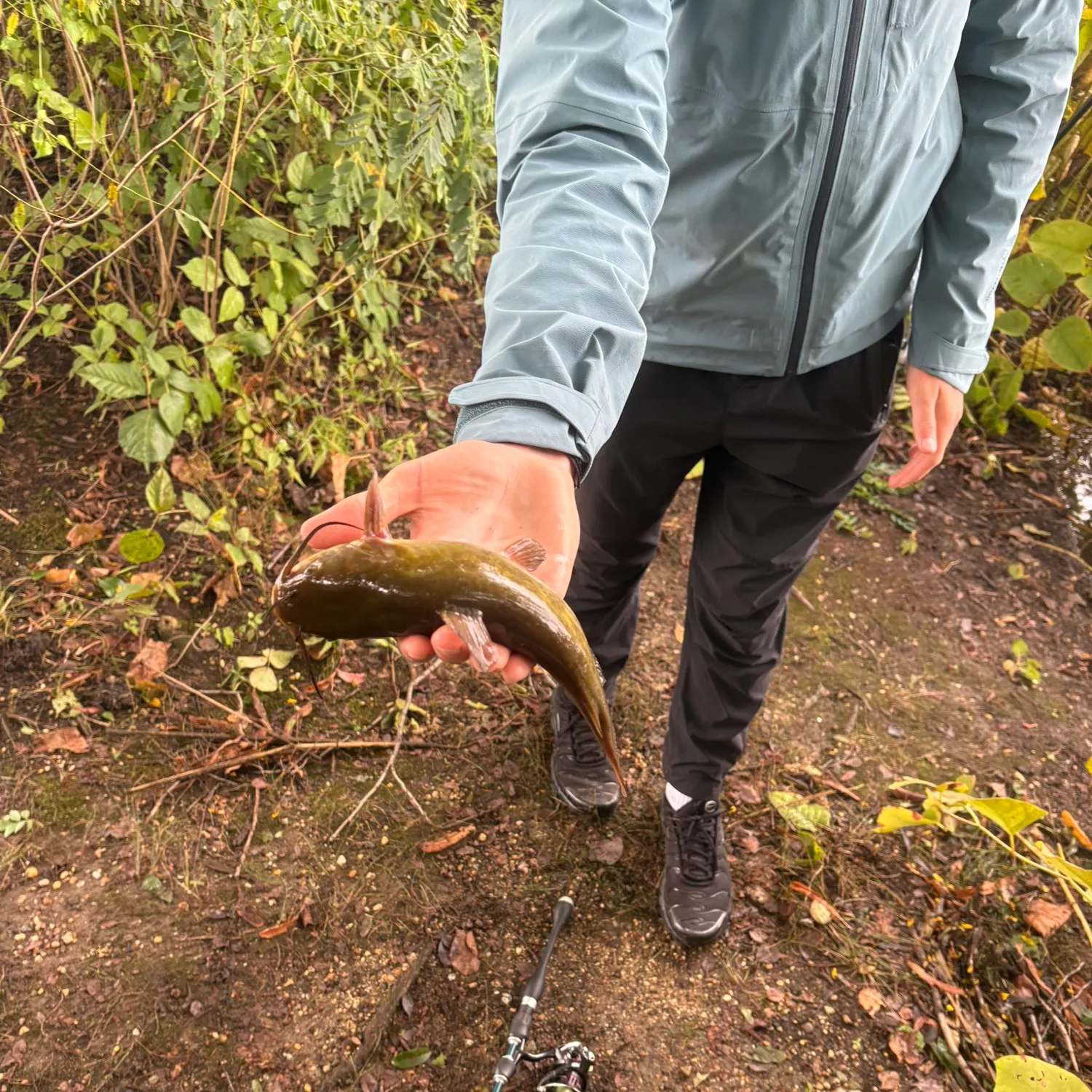Yellow bullhead caught on Fishbrain
