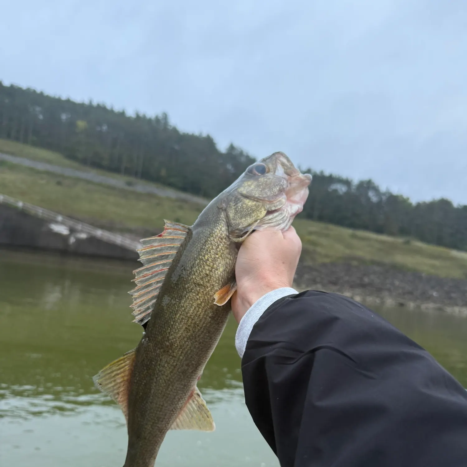 Walleye caught on Fishbrain