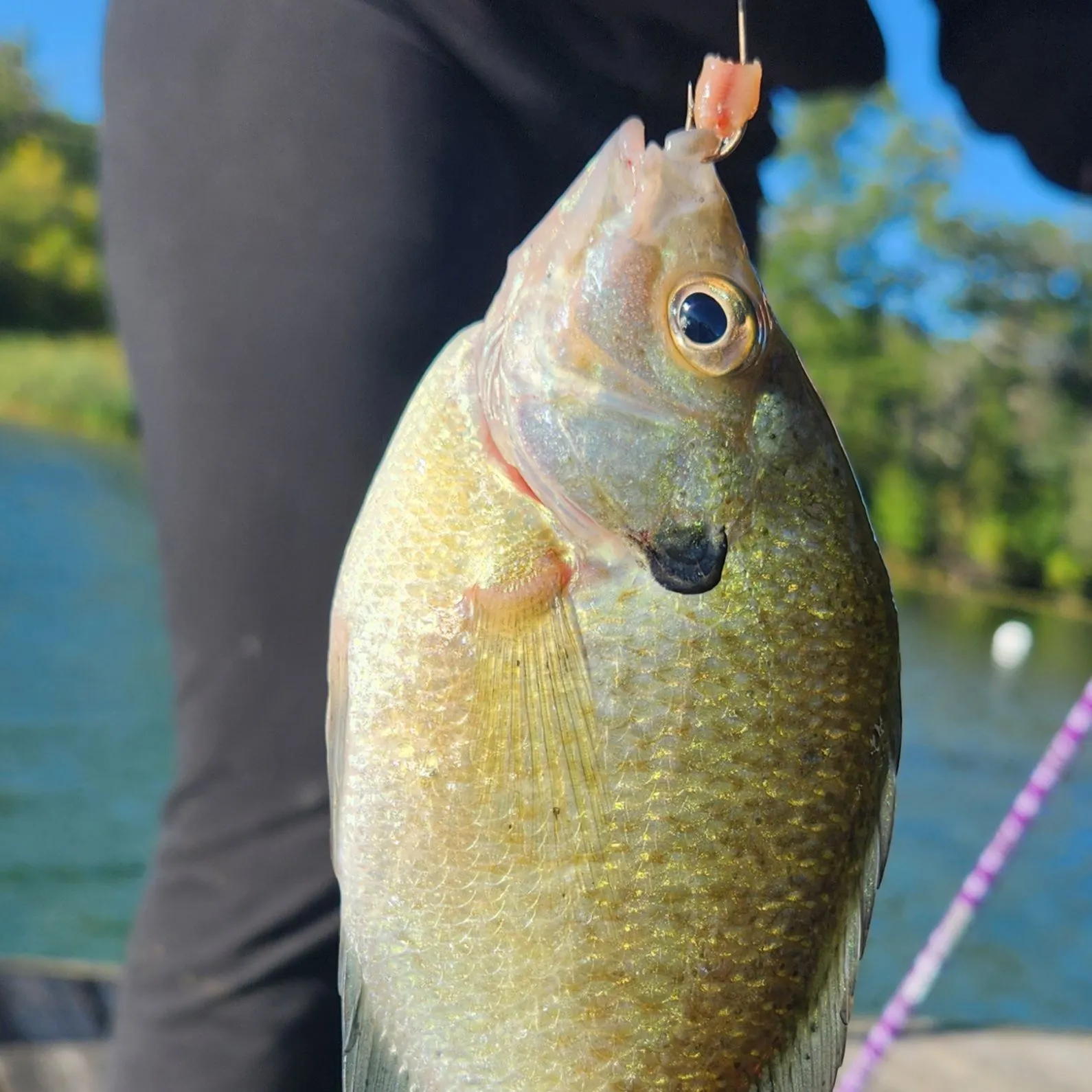 Bluegill caught on Fishbrain