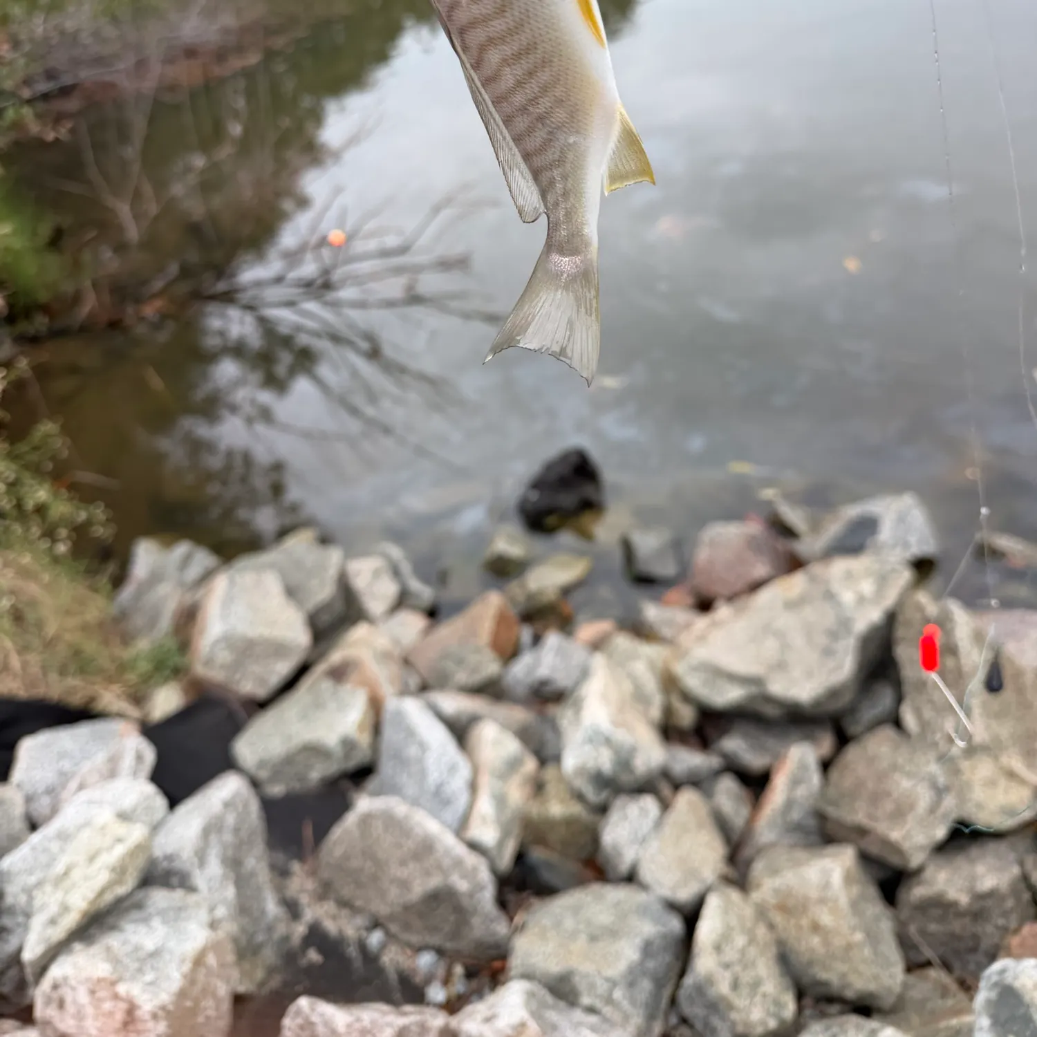 Spot croaker caught on Fishbrain