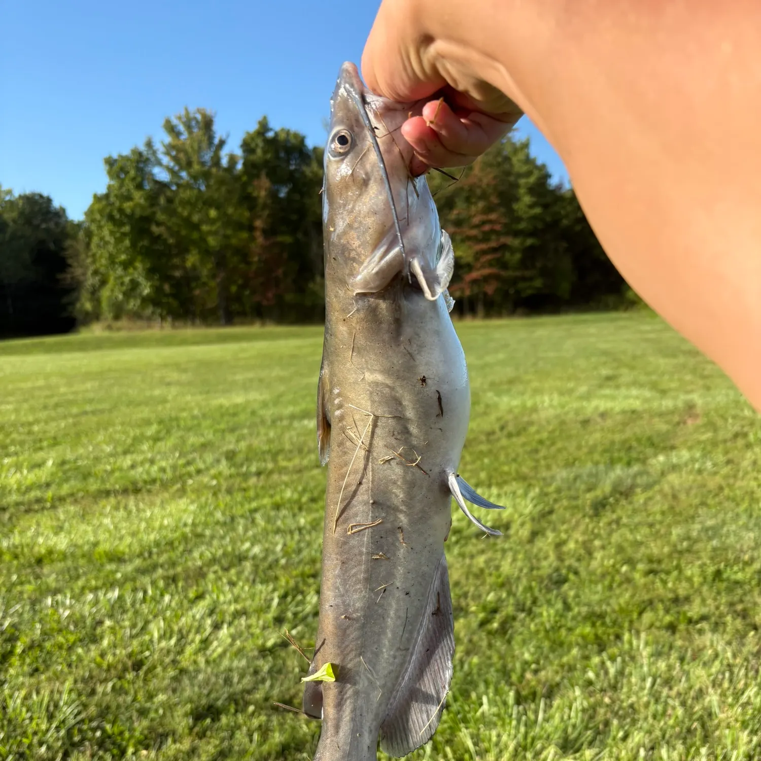 Channel catfish caught on Fishbrain