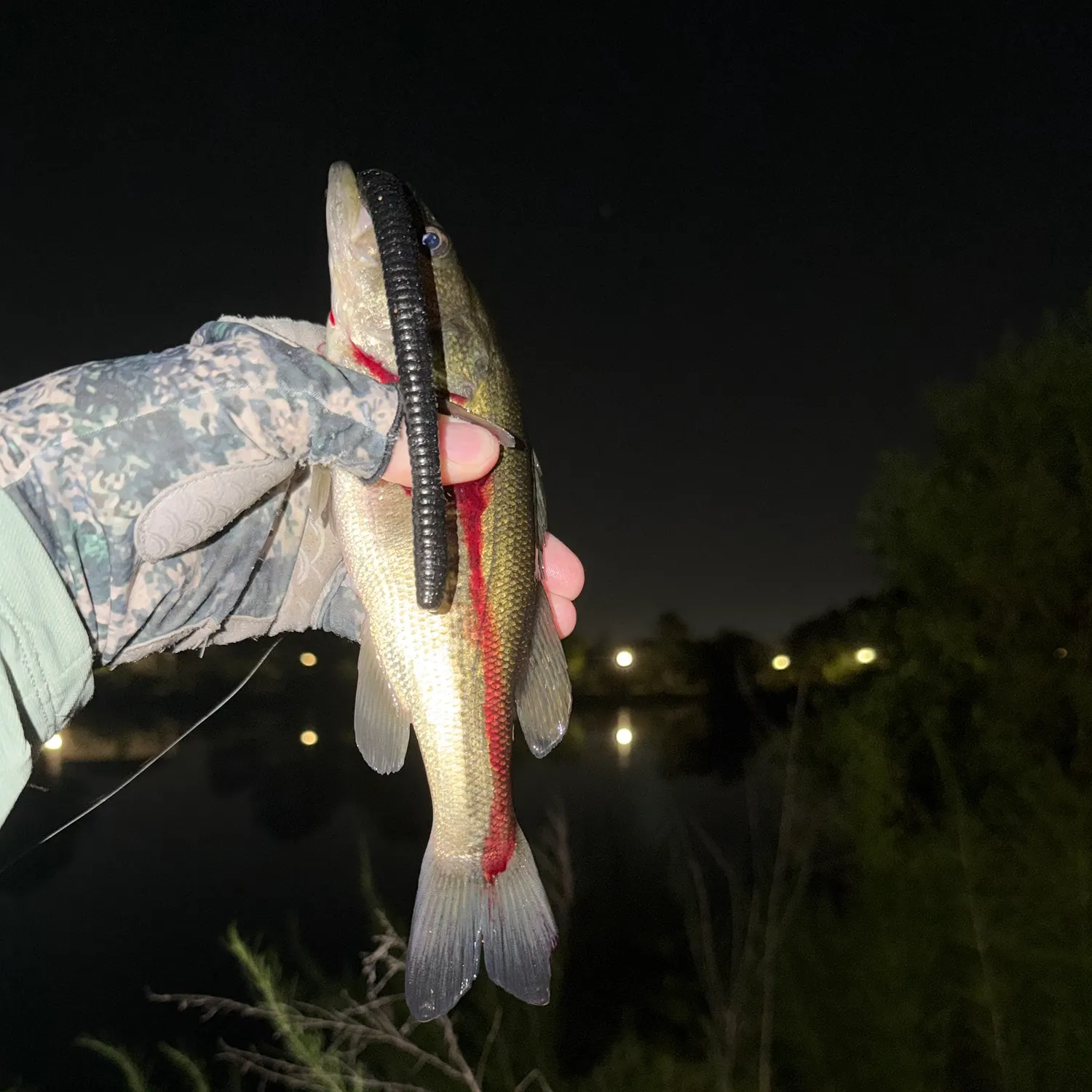 Largemouth bass caught on Fishbrain