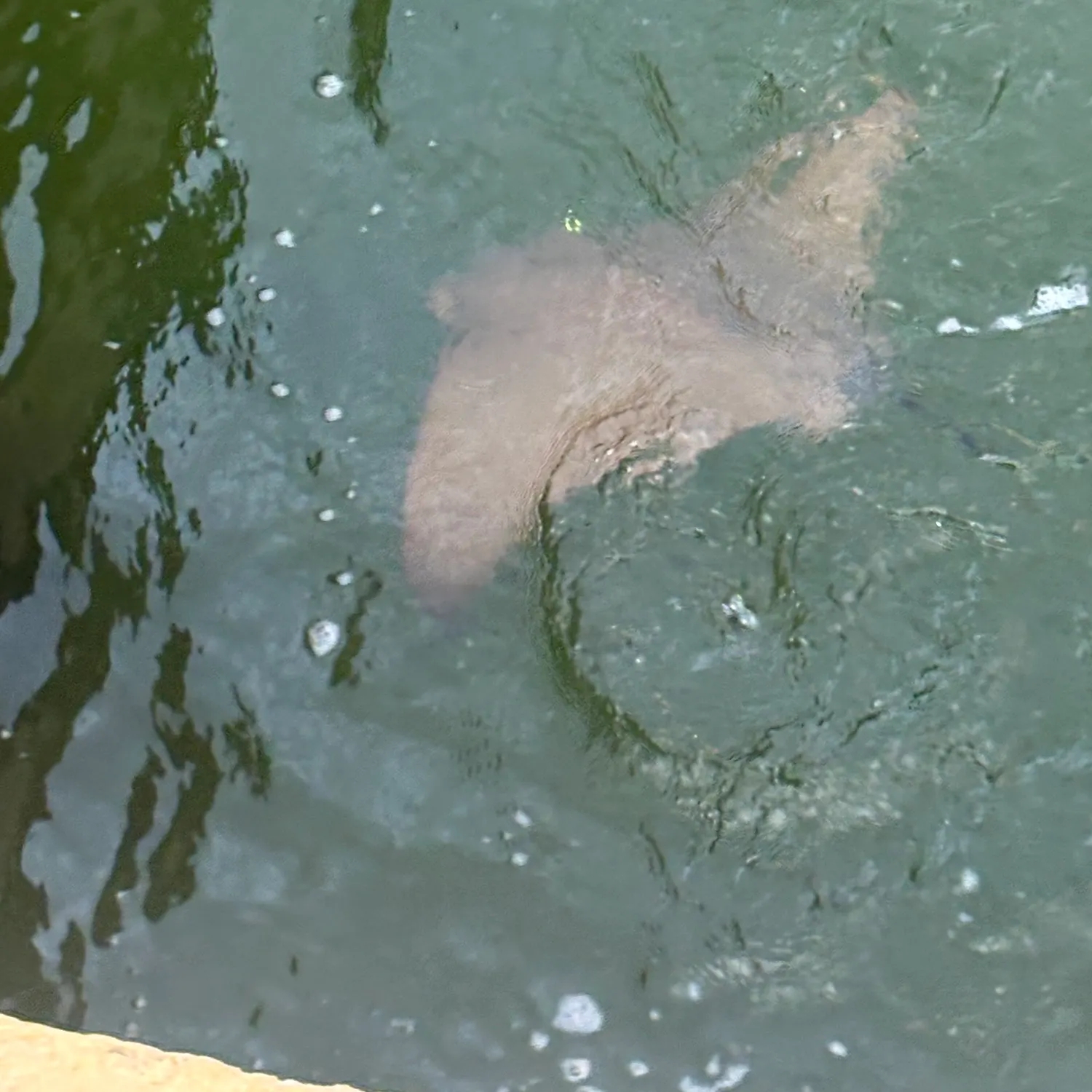 The most recent Flapnose ray catches on Fishbrain