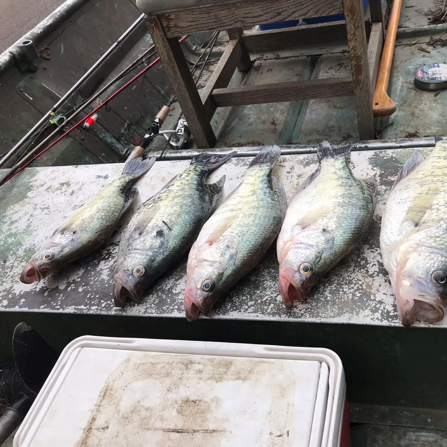 recently logged catches