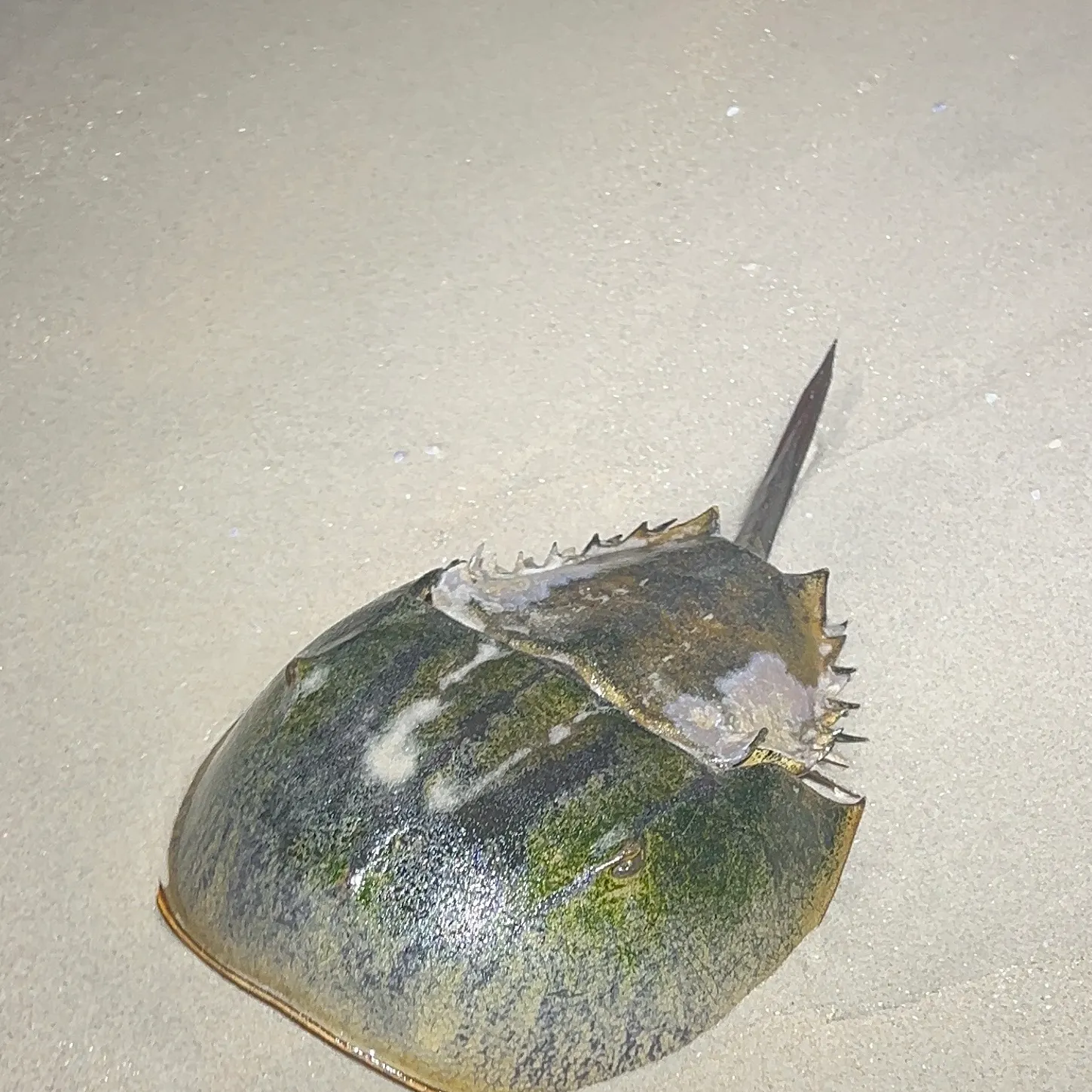 The most recent Atlantic horseshoe crab catches on Fishbrain