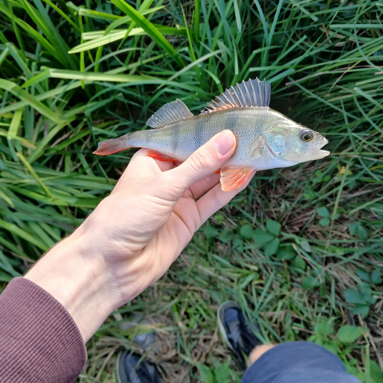 European perch caught on Fishbrain