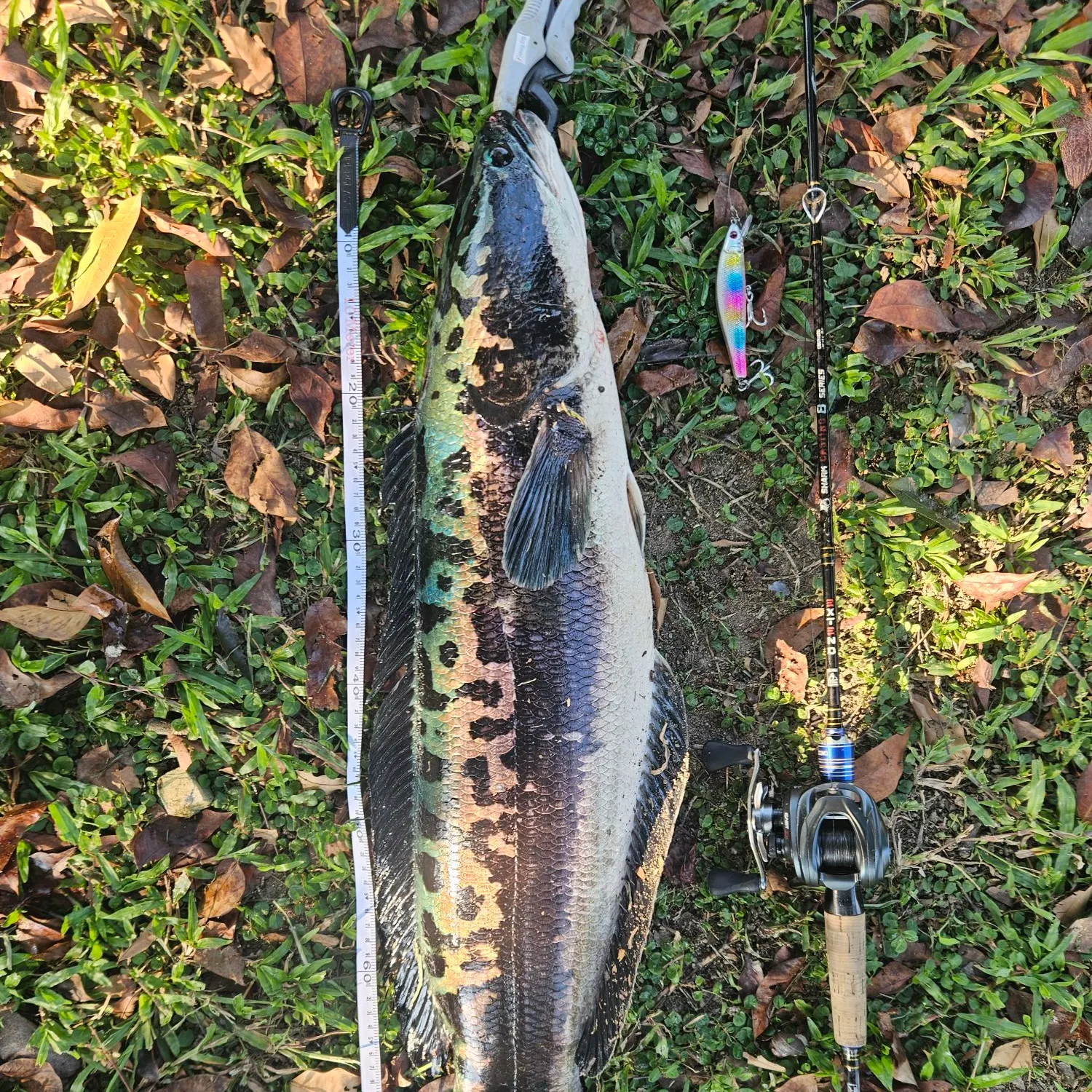 The most recent Indonesian snakehead catches on Fishbrain