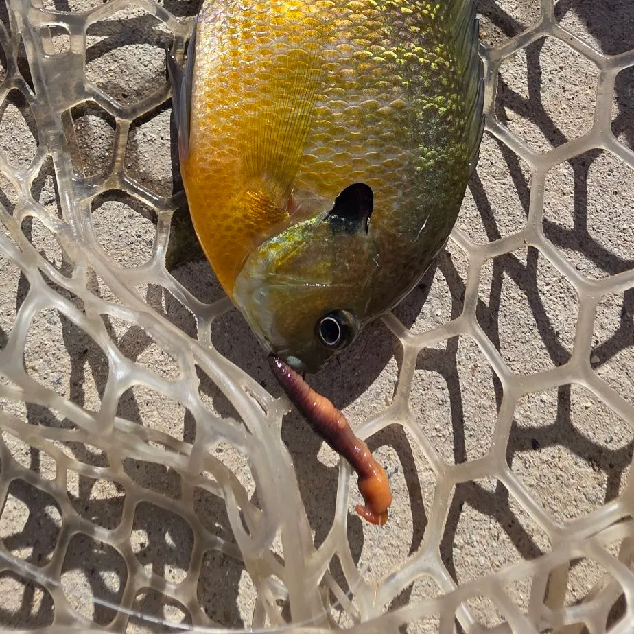 Bluegill caught on Fishbrain