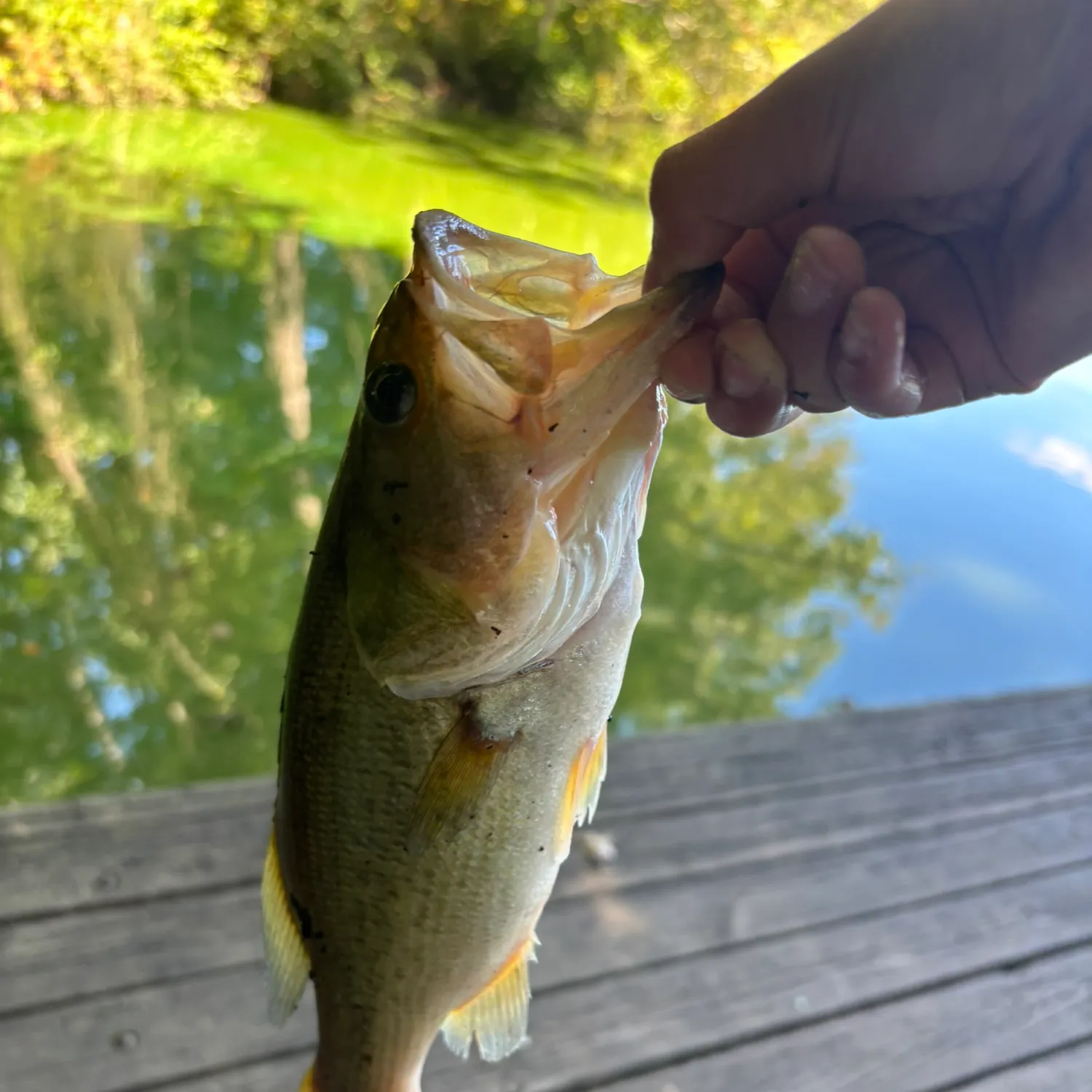 Fish caught on Fishbrain