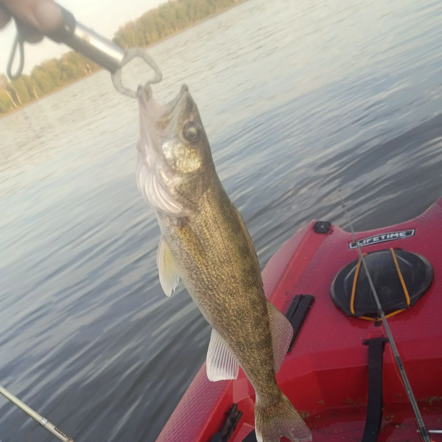 Walleye caught on Fishbrain