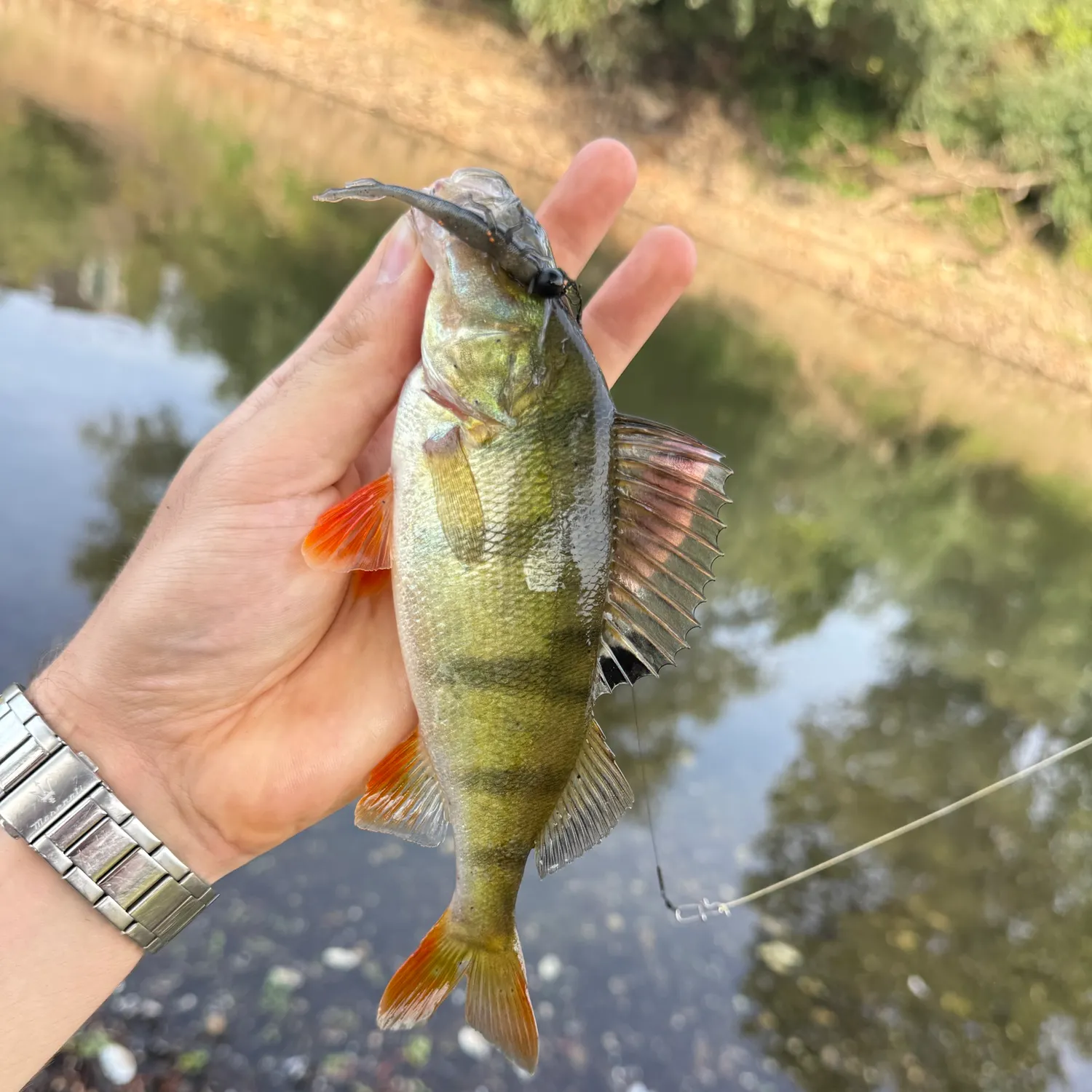 European perch caught on Fishbrain