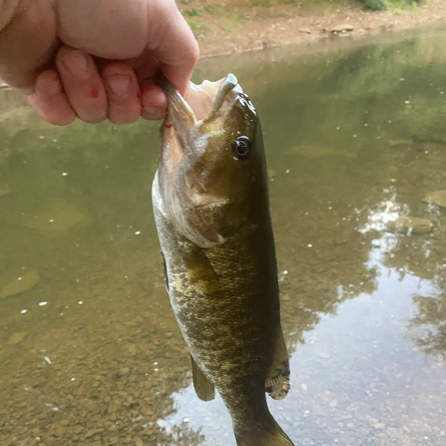 Smallmouth bass caught on Fishbrain