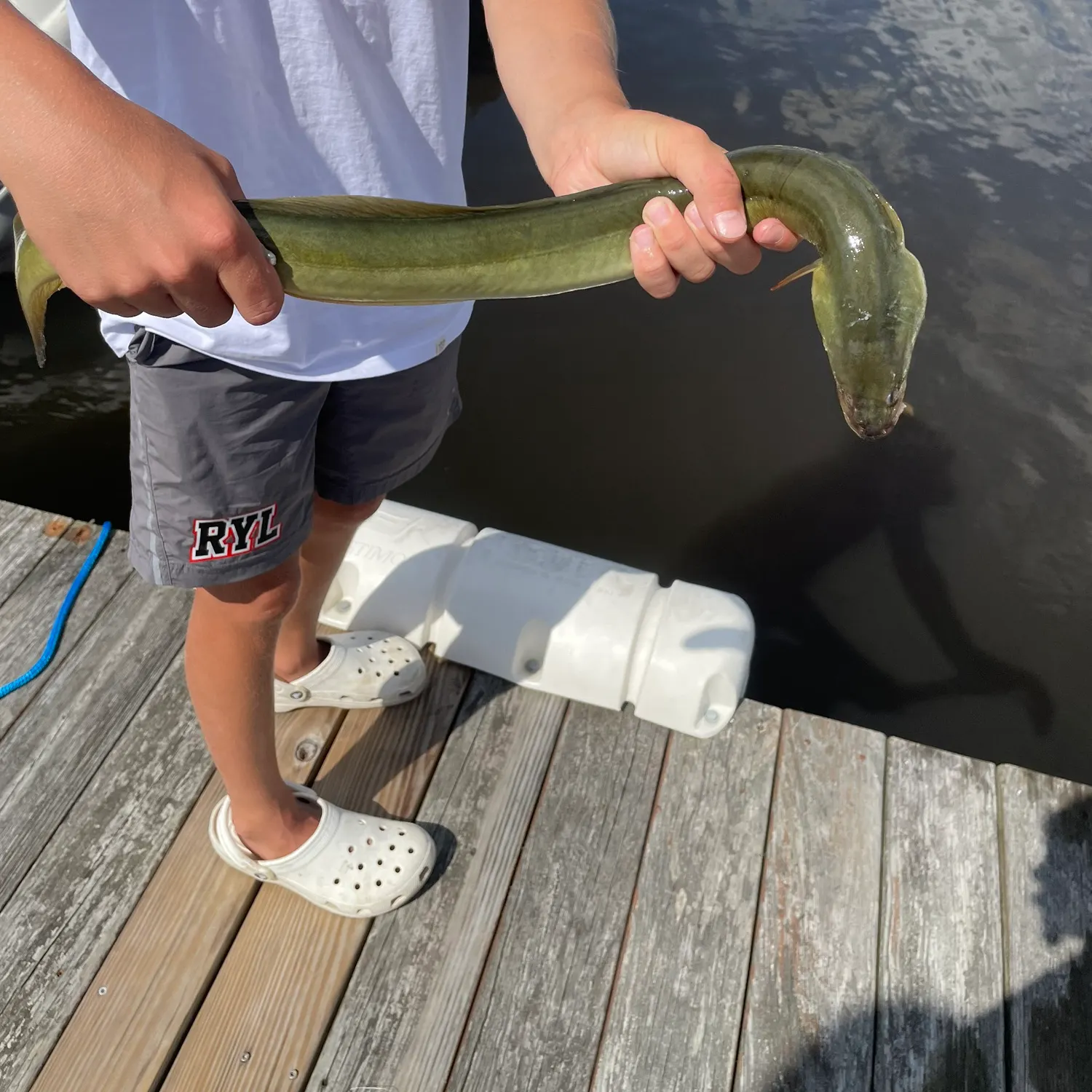 American eel caught on Fishbrain
