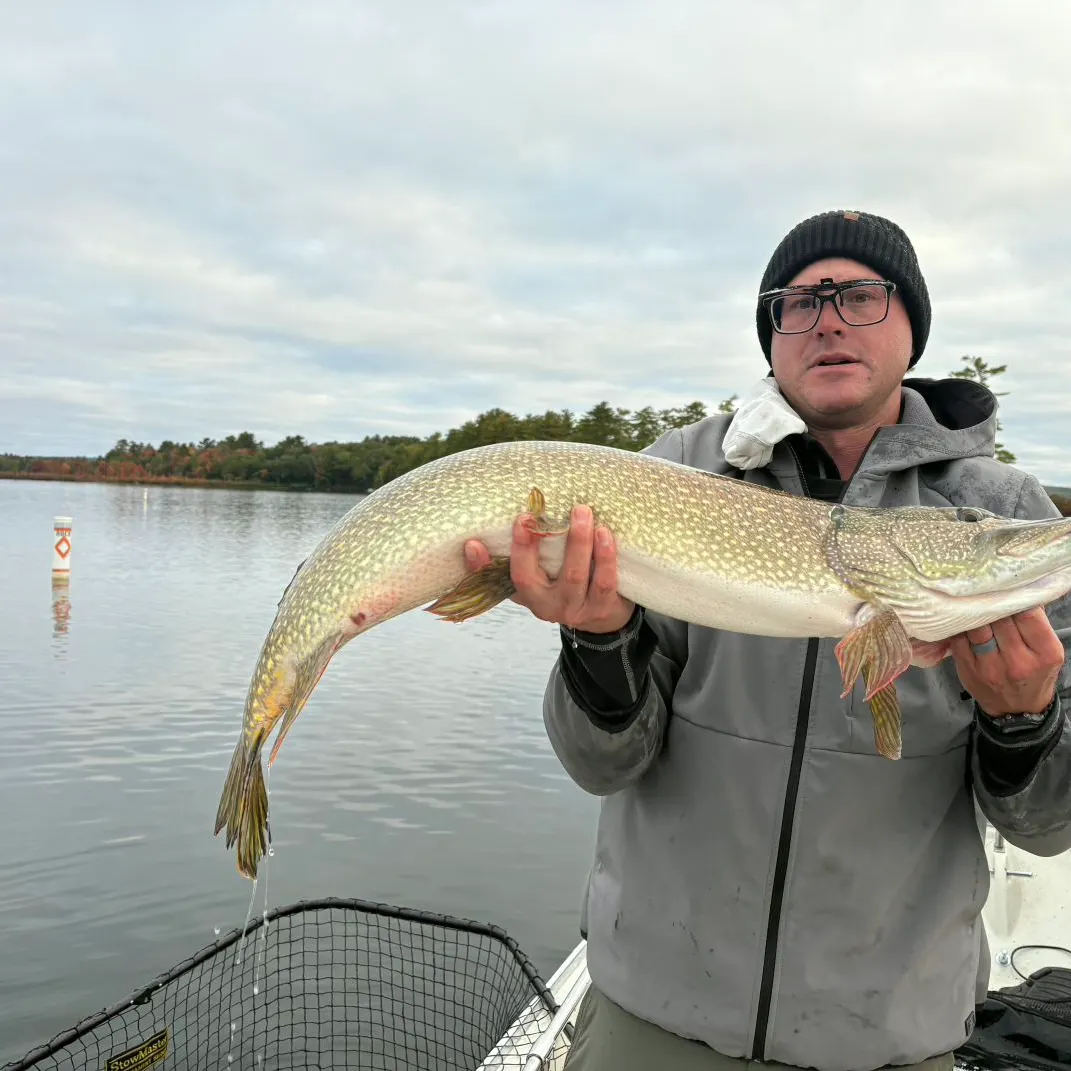 Northern pike caught on Fishbrain