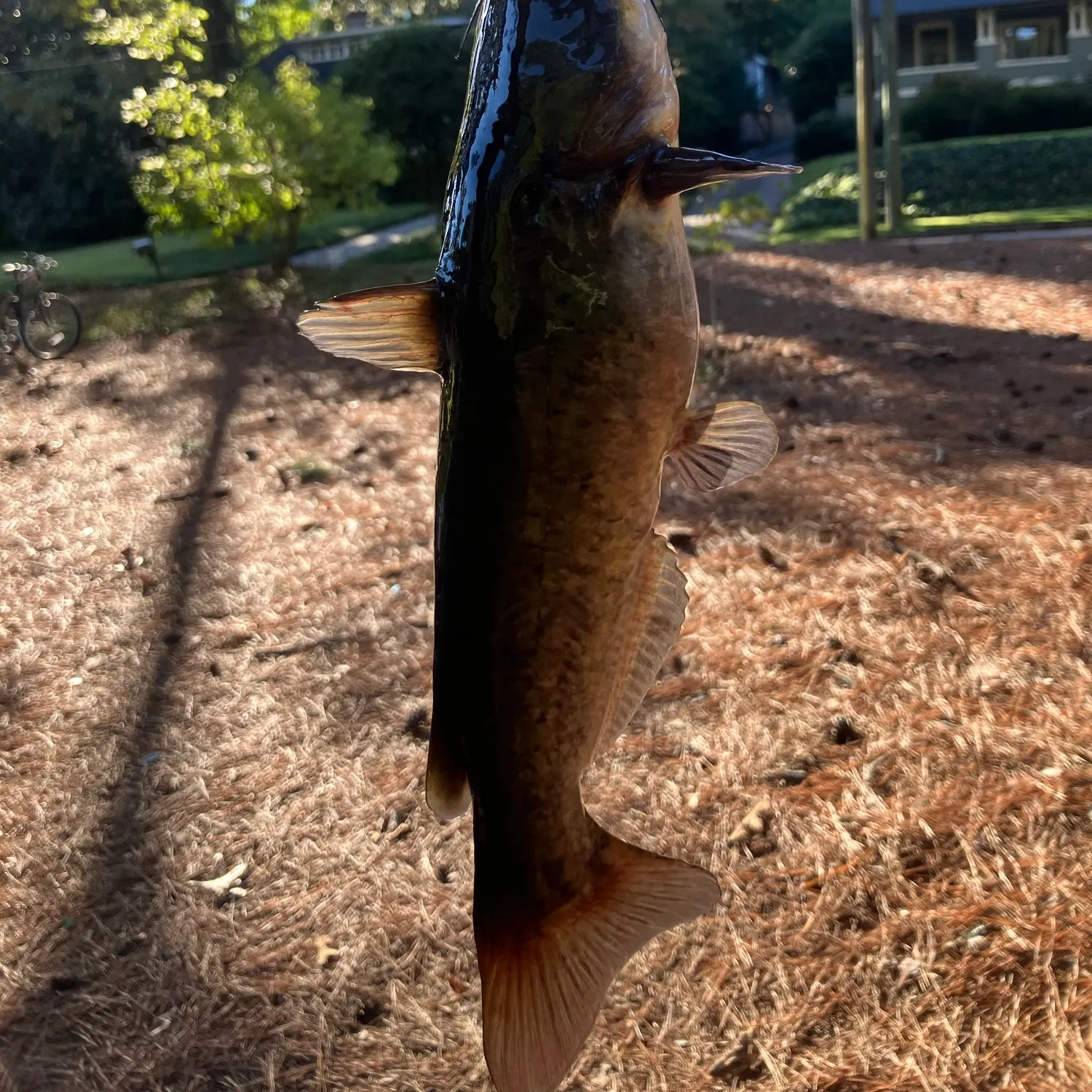 Black bullhead caught on Fishbrain