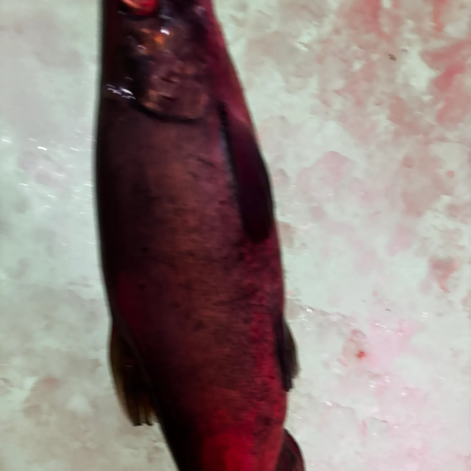 The most recent Kokanee salmon catches on Fishbrain