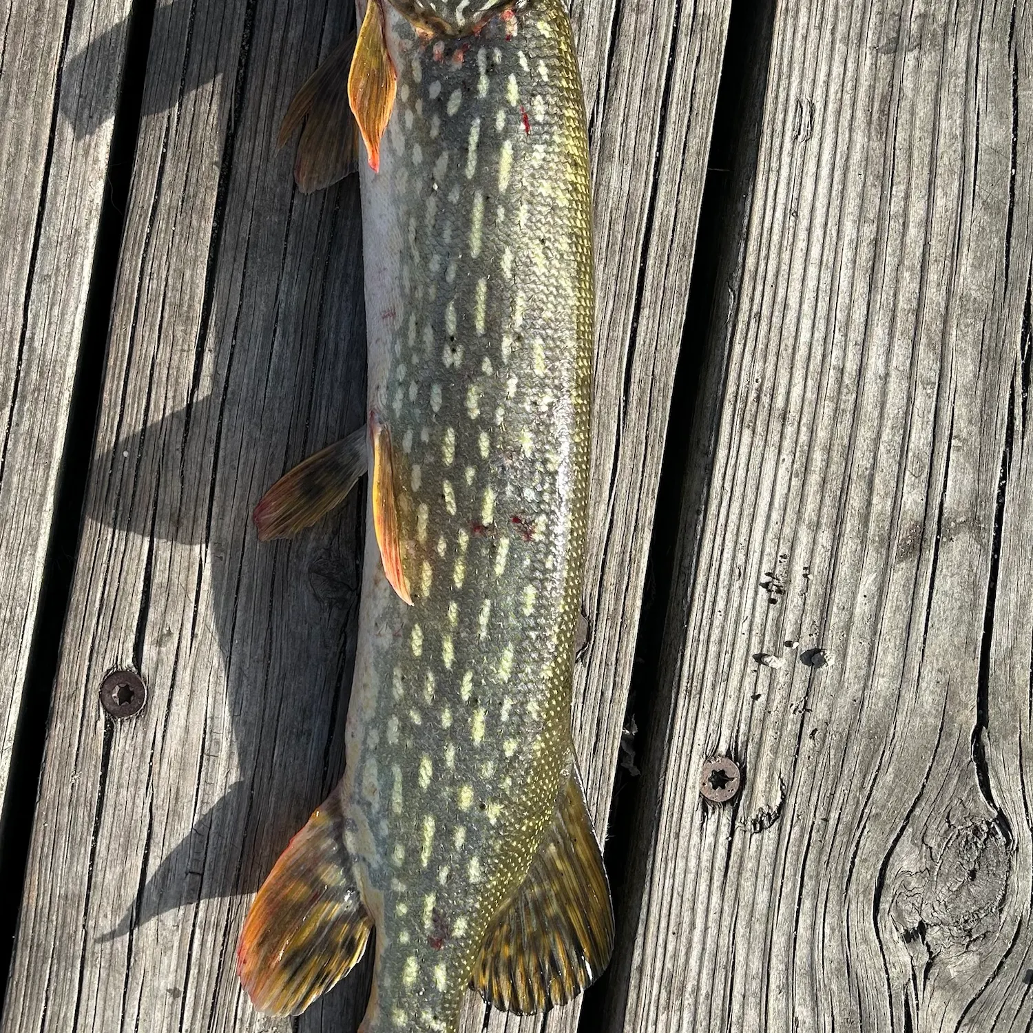 Northern pike caught on Fishbrain