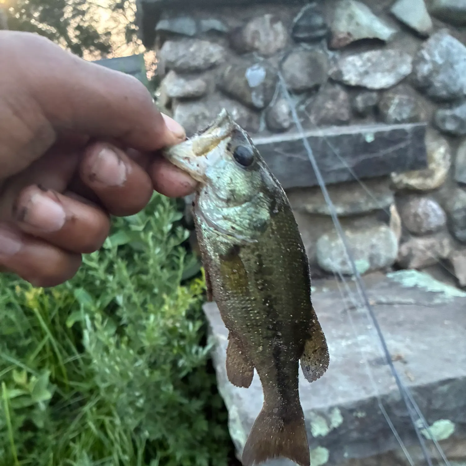 Largemouth bass caught on Fishbrain
