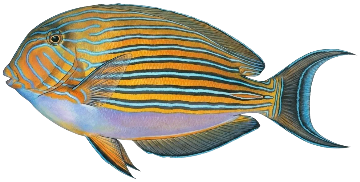 Lined surgeonfish
