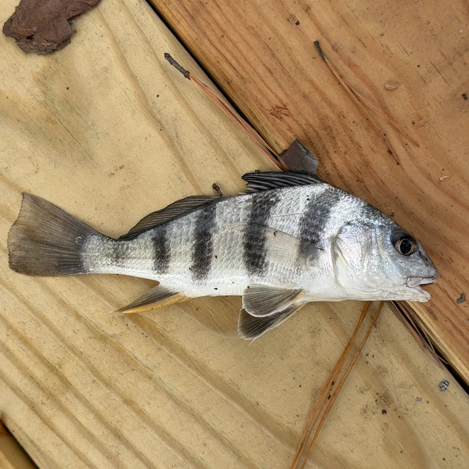 Black drum caught on Fishbrain