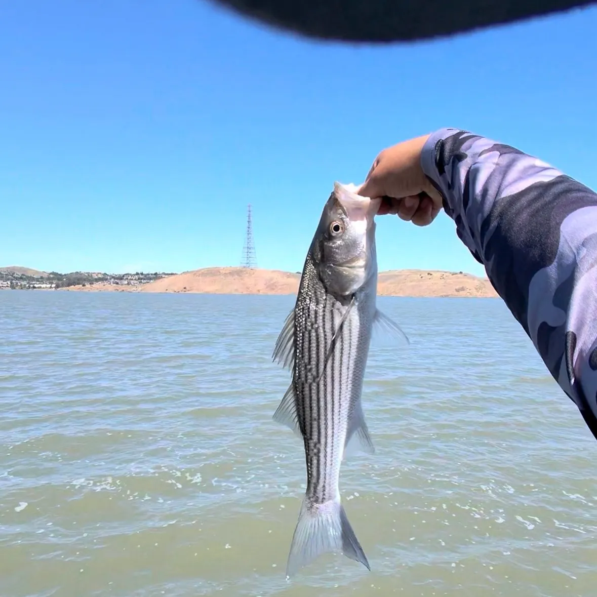 Striped bass caught on Fishbrain