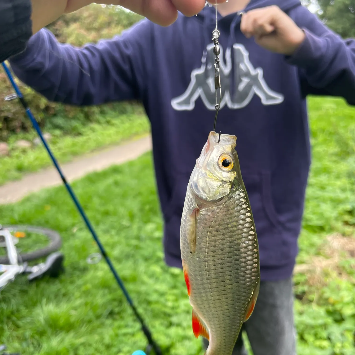 Common rudd caught on Fishbrain