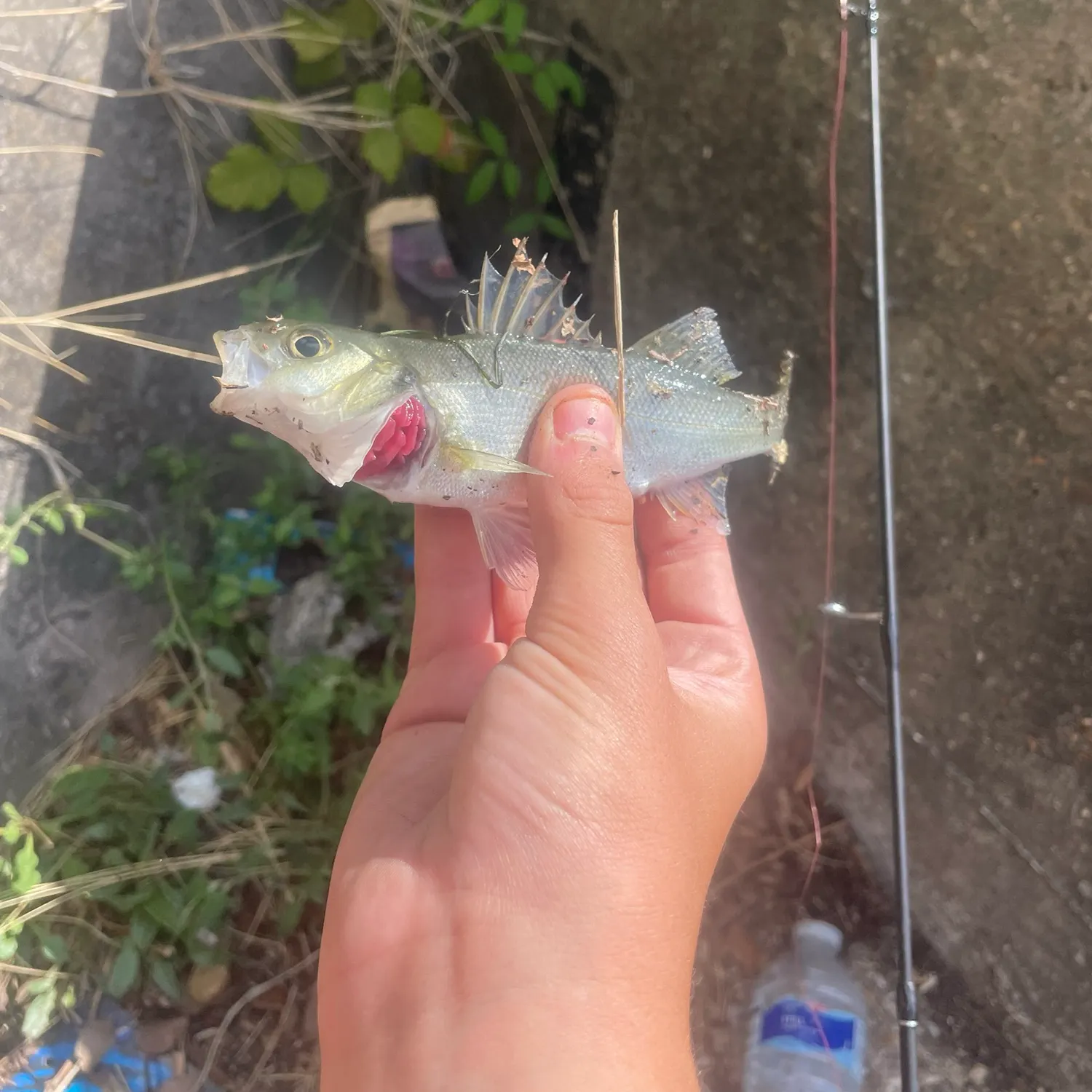 European seabass caught on Fishbrain