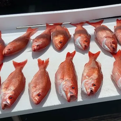 The most recent Vermilion snapper catches on Fishbrain