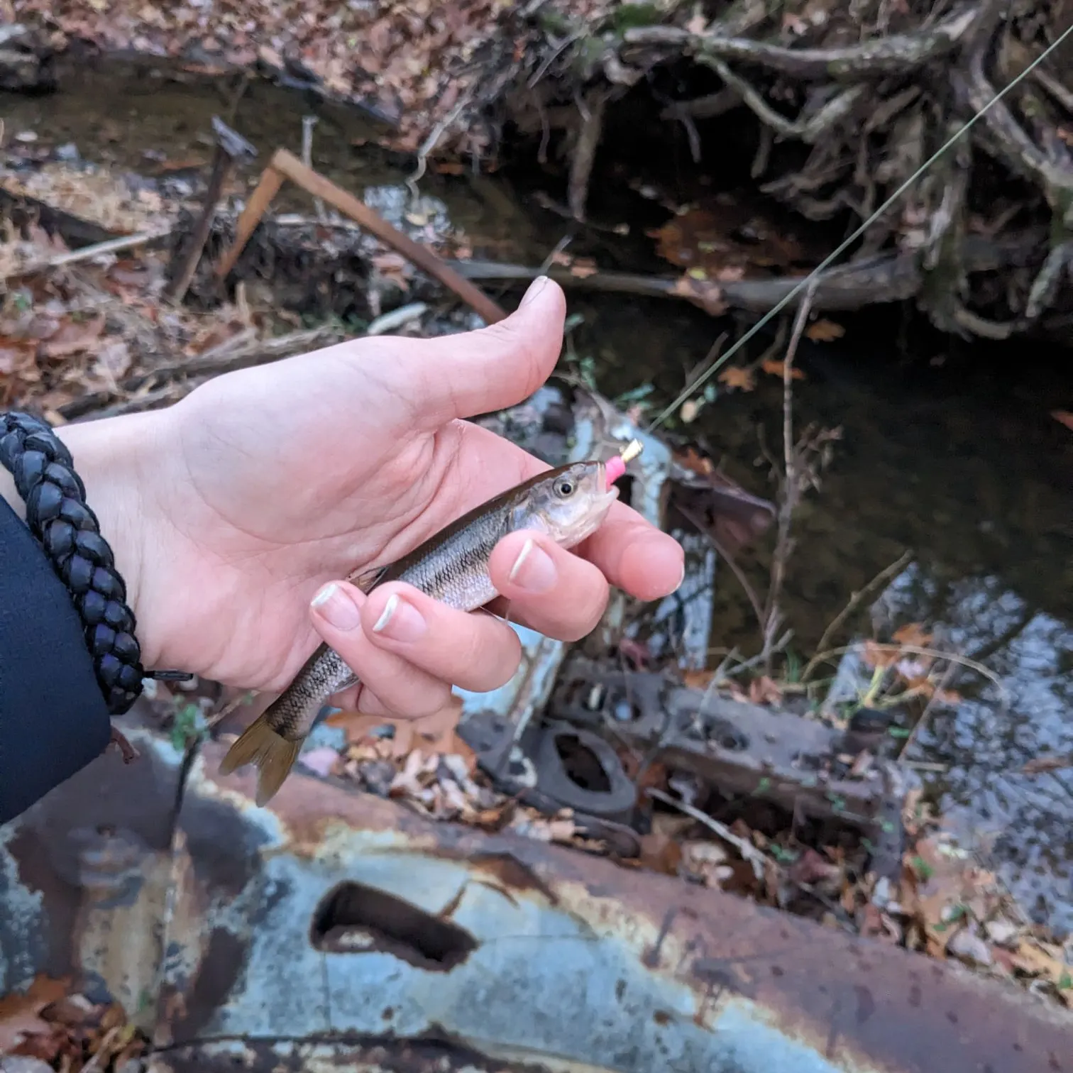The most recent Rosyside dace catches on Fishbrain