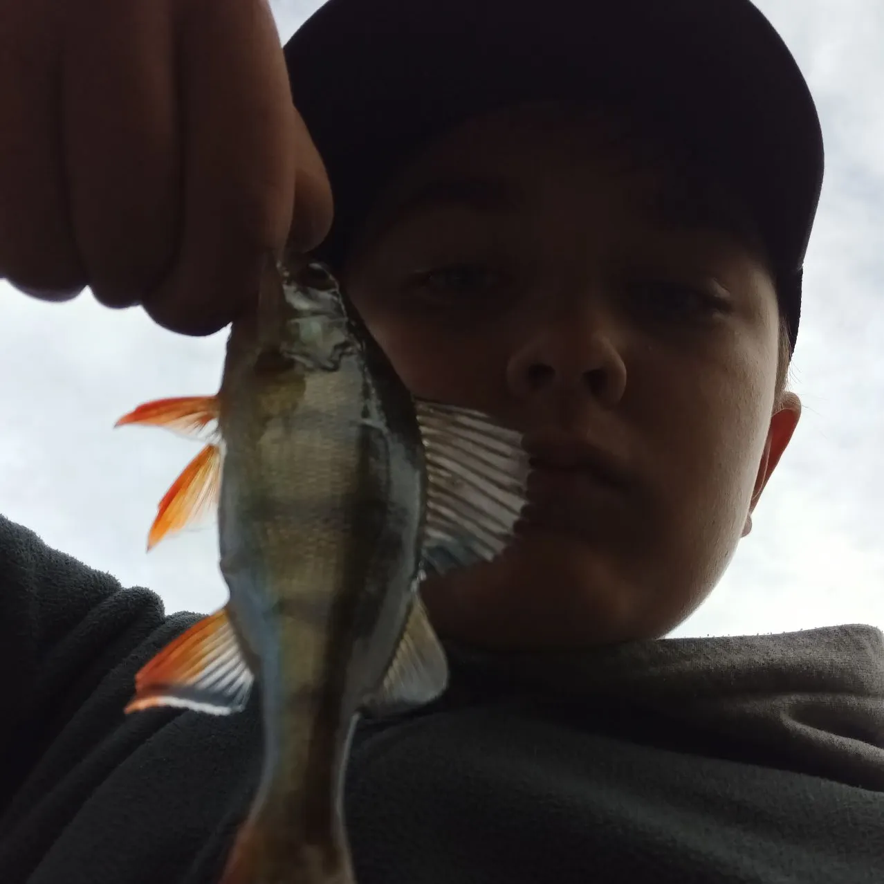 European perch caught on Fishbrain