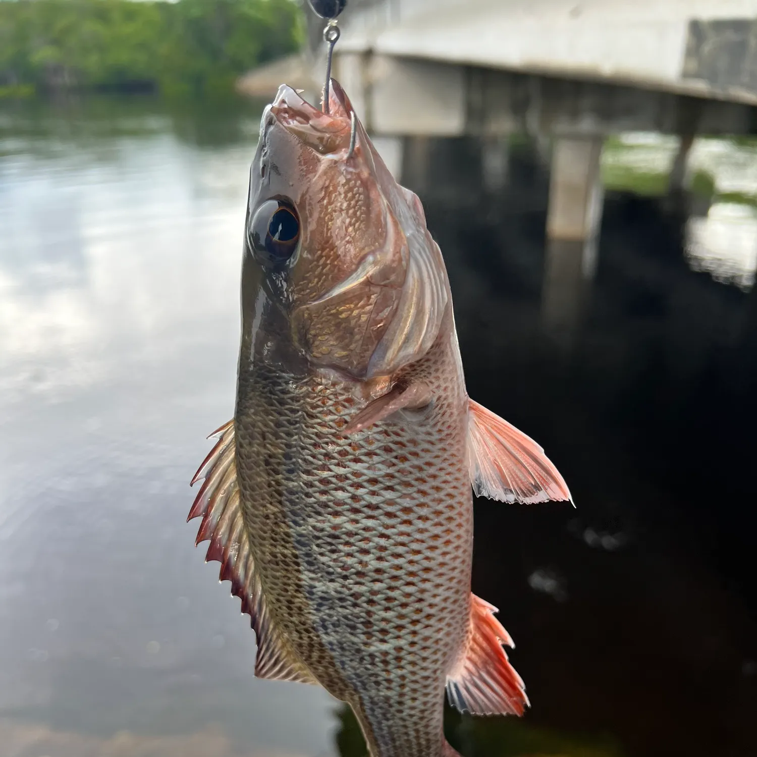 Mangrove snapper caught on Fishbrain