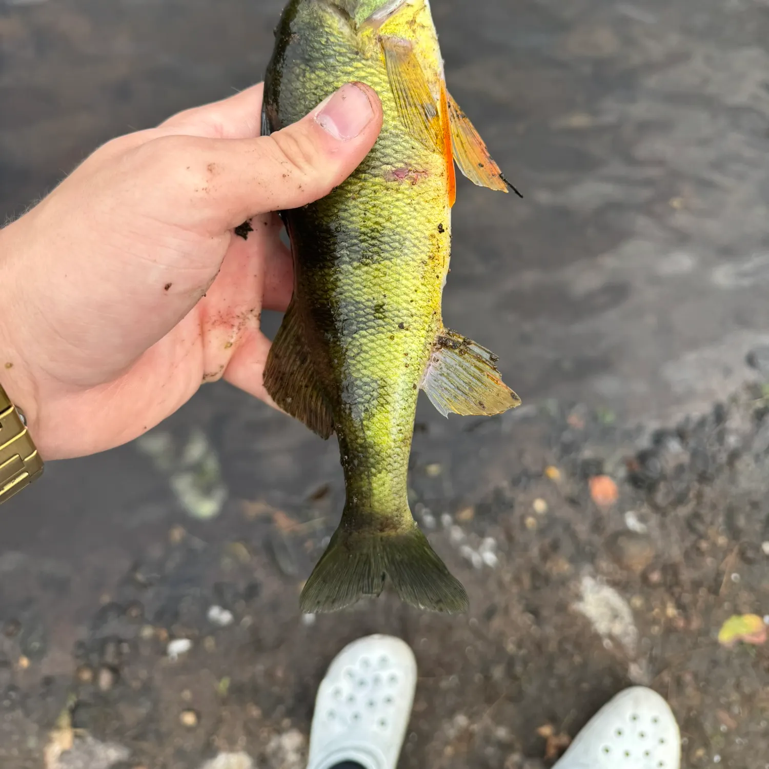 Yellow perch caught on Fishbrain